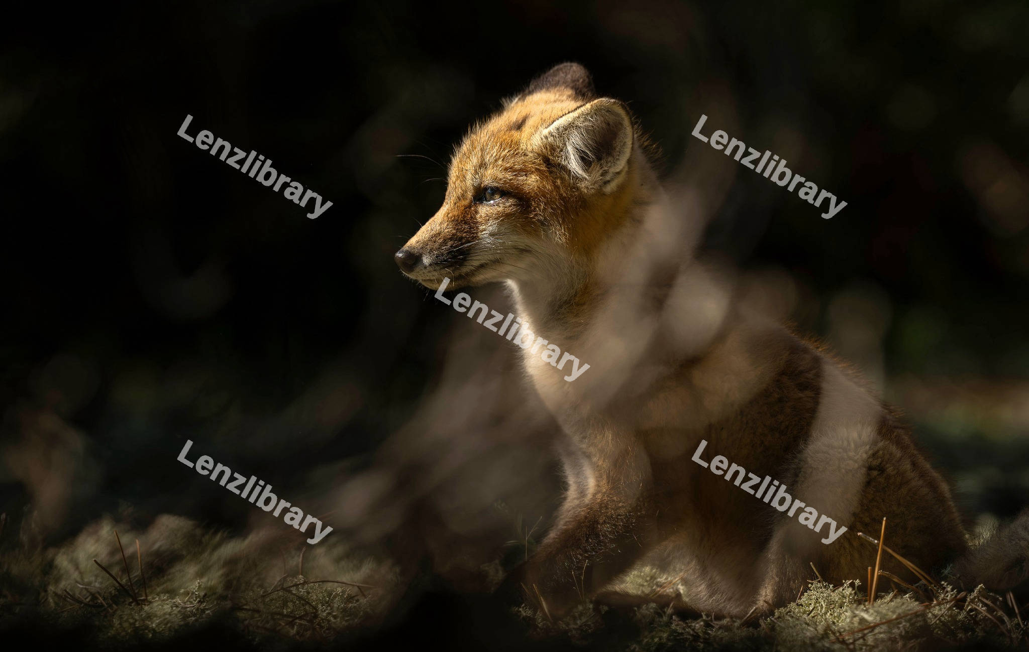Baby Fox